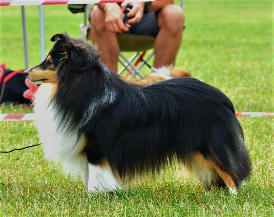 Orion The Hunter Amnis Rhei